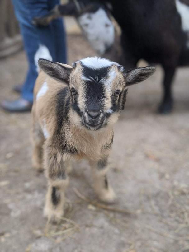 light nigerian dwarf