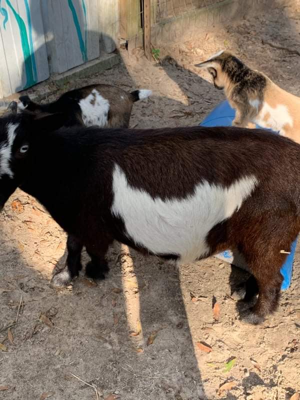 nigerian dwarf delilah