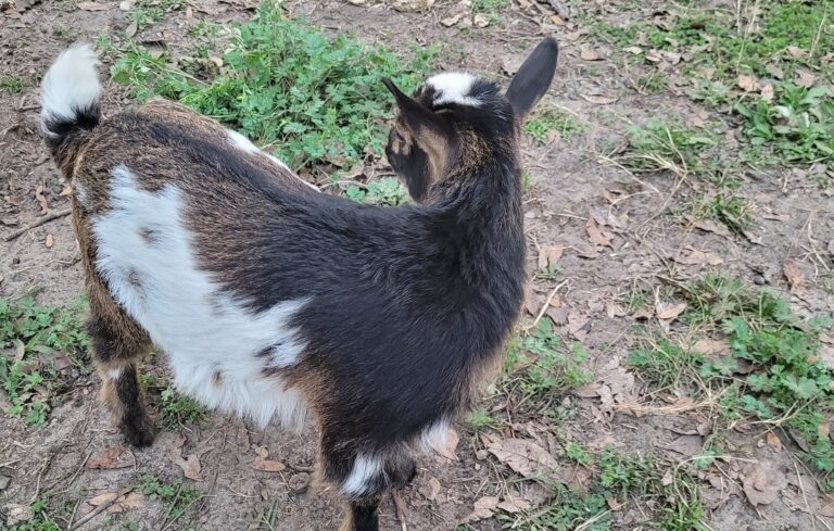 How Much Pasture Do Nigerian Dwarf Goats Need? - The Silly Couple